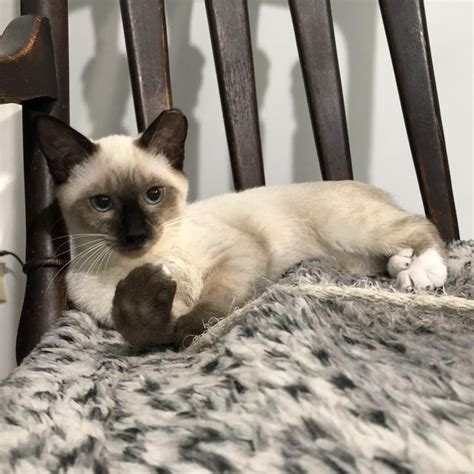  Below are our newest added Siameses available for adoption in Kansas. To see more adoptable Siameses in Kansas, use the search tool below to enter specific criteria! Bartholomeow. Siamese. Male, 11 mos. Overland Park, KS. Lucy. Siamese. Female, Adult. 